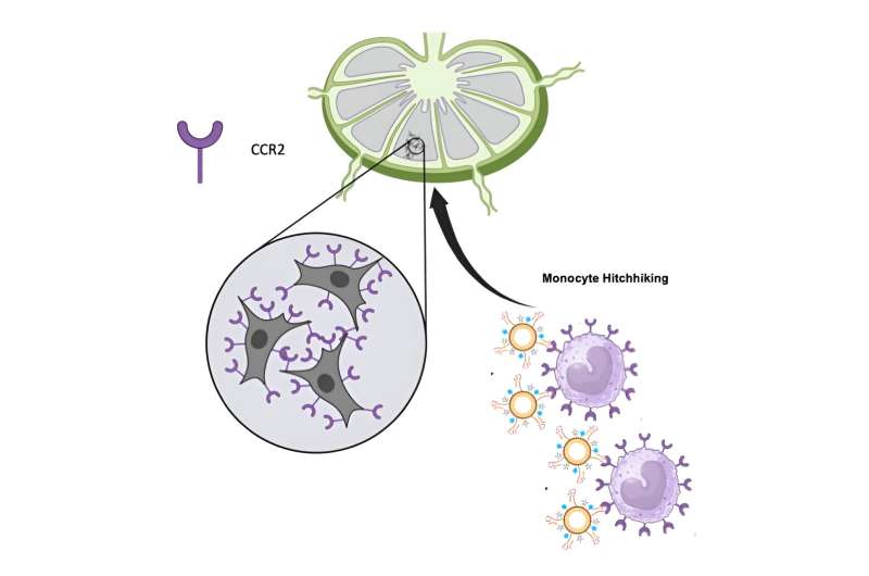 Nanoparticles 'hitchhike' on immune cells to catch cancer me<em></em>tastasis early