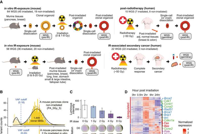 Genome sequencing unveils mutatio<em></em>nal impacts of radiation on mammalian cells